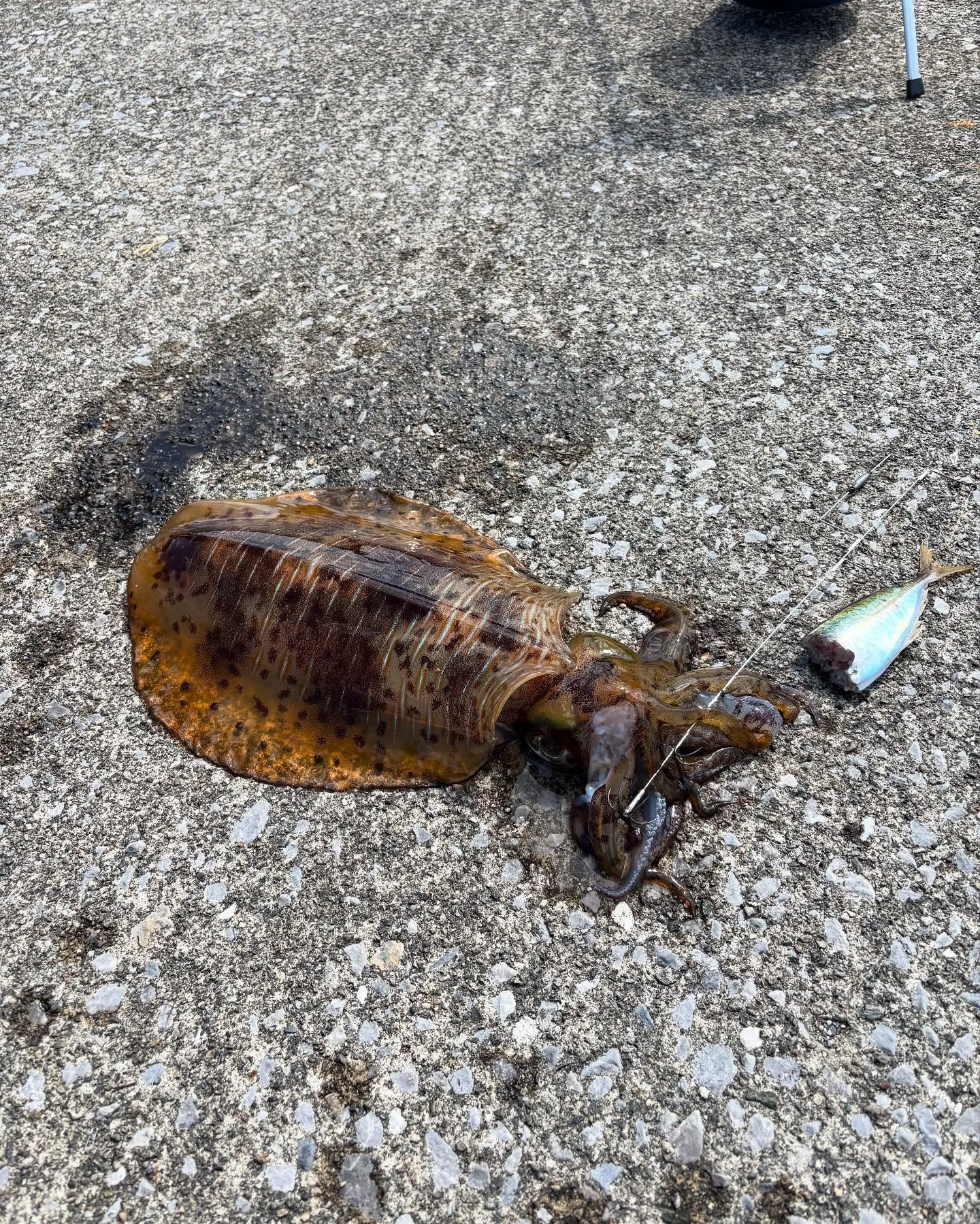 今月の健康情報はイカ🦑エビ🦐タコ🐙です。