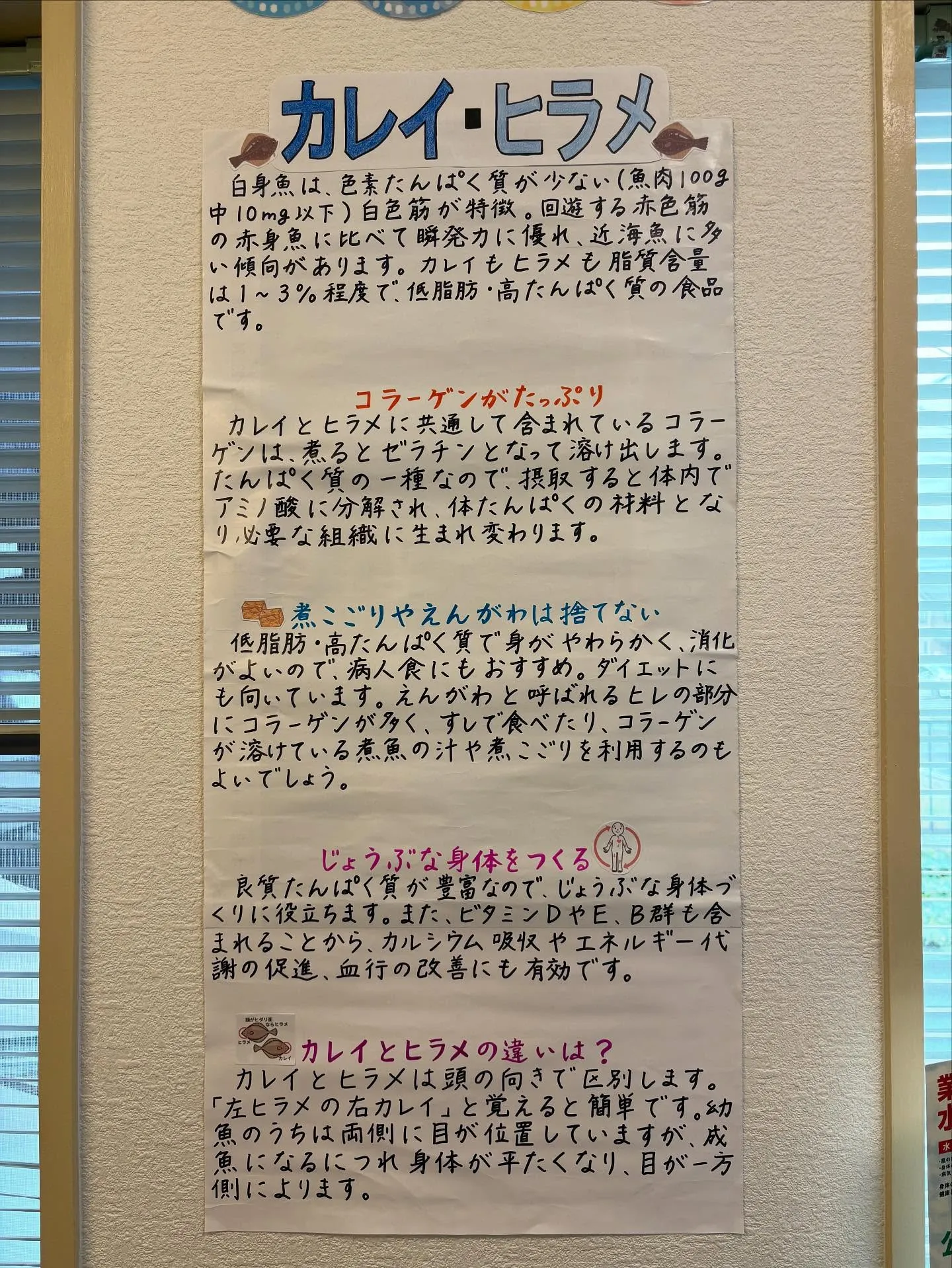今月の健康情報はカレイ・ヒラメです。